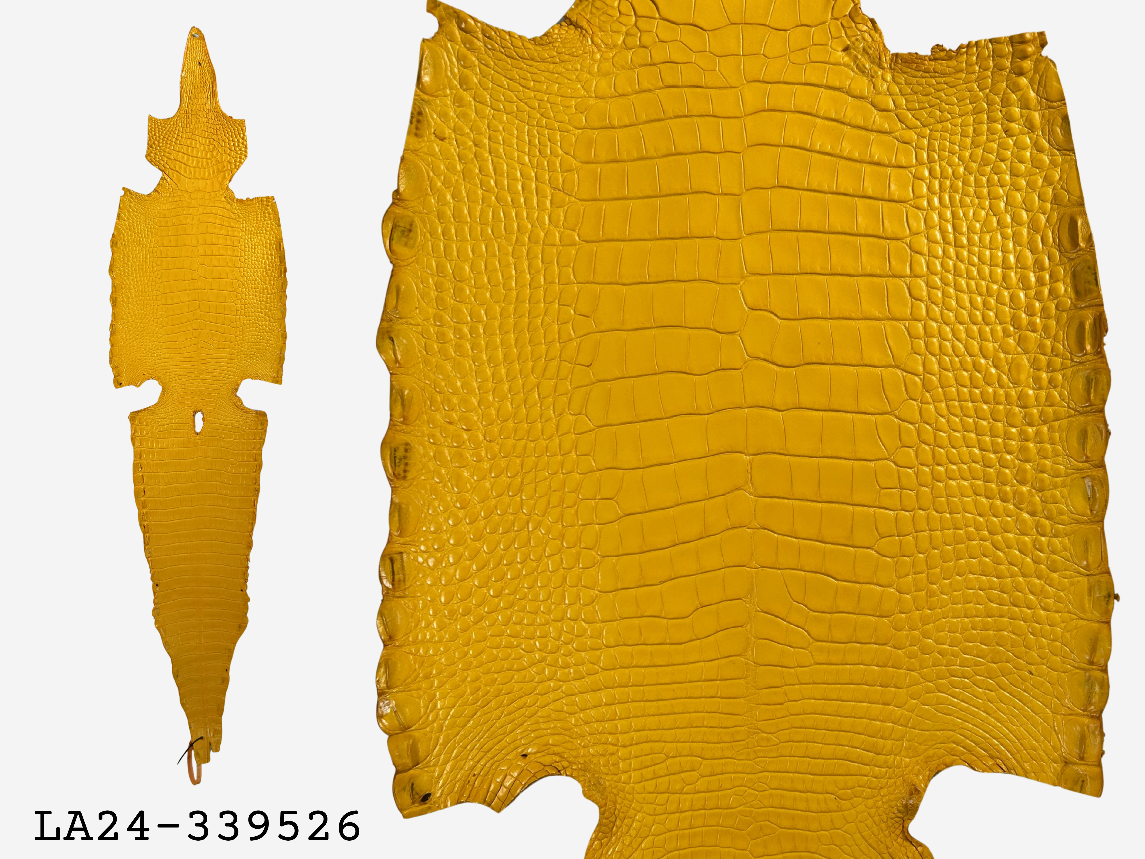 Alligator Leather Hide - Yellow