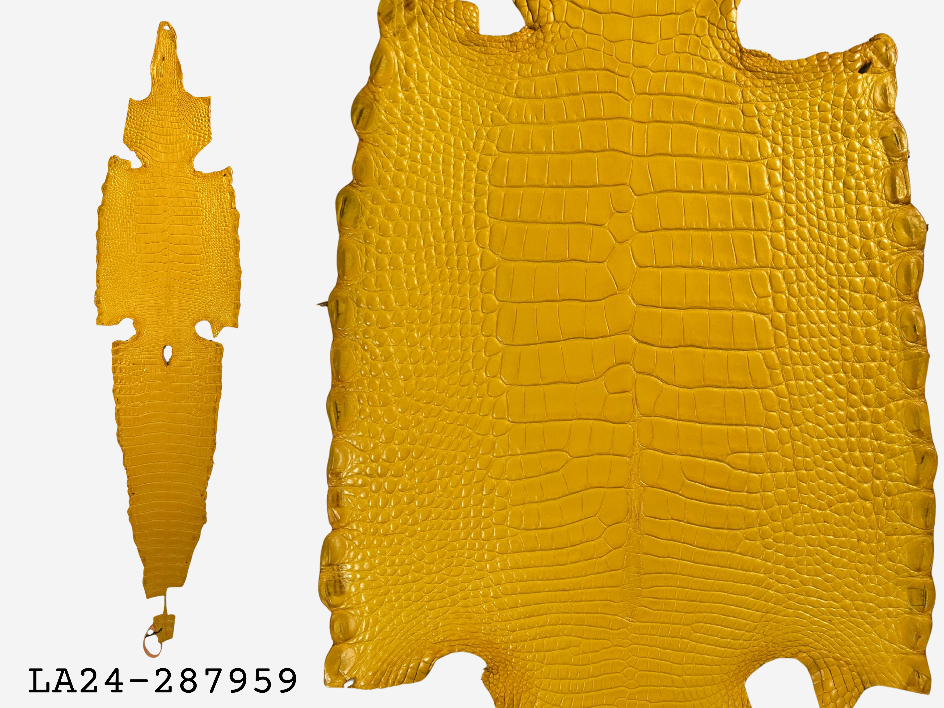 Alligator Leather Hide - Yellow