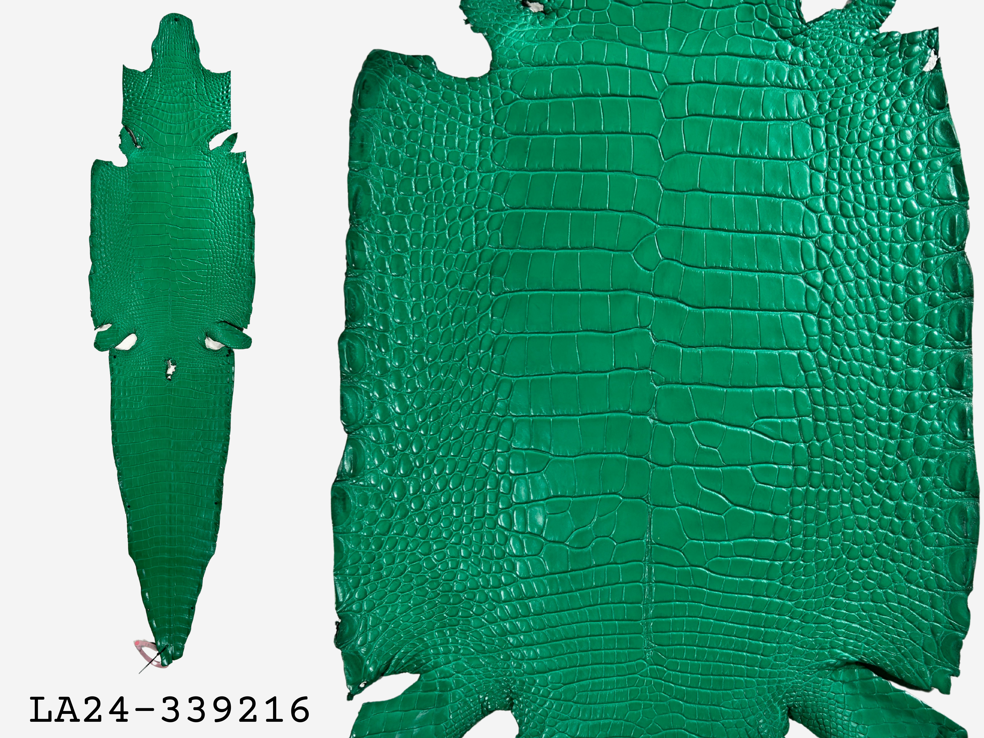 Alligator Leather Hide - Green