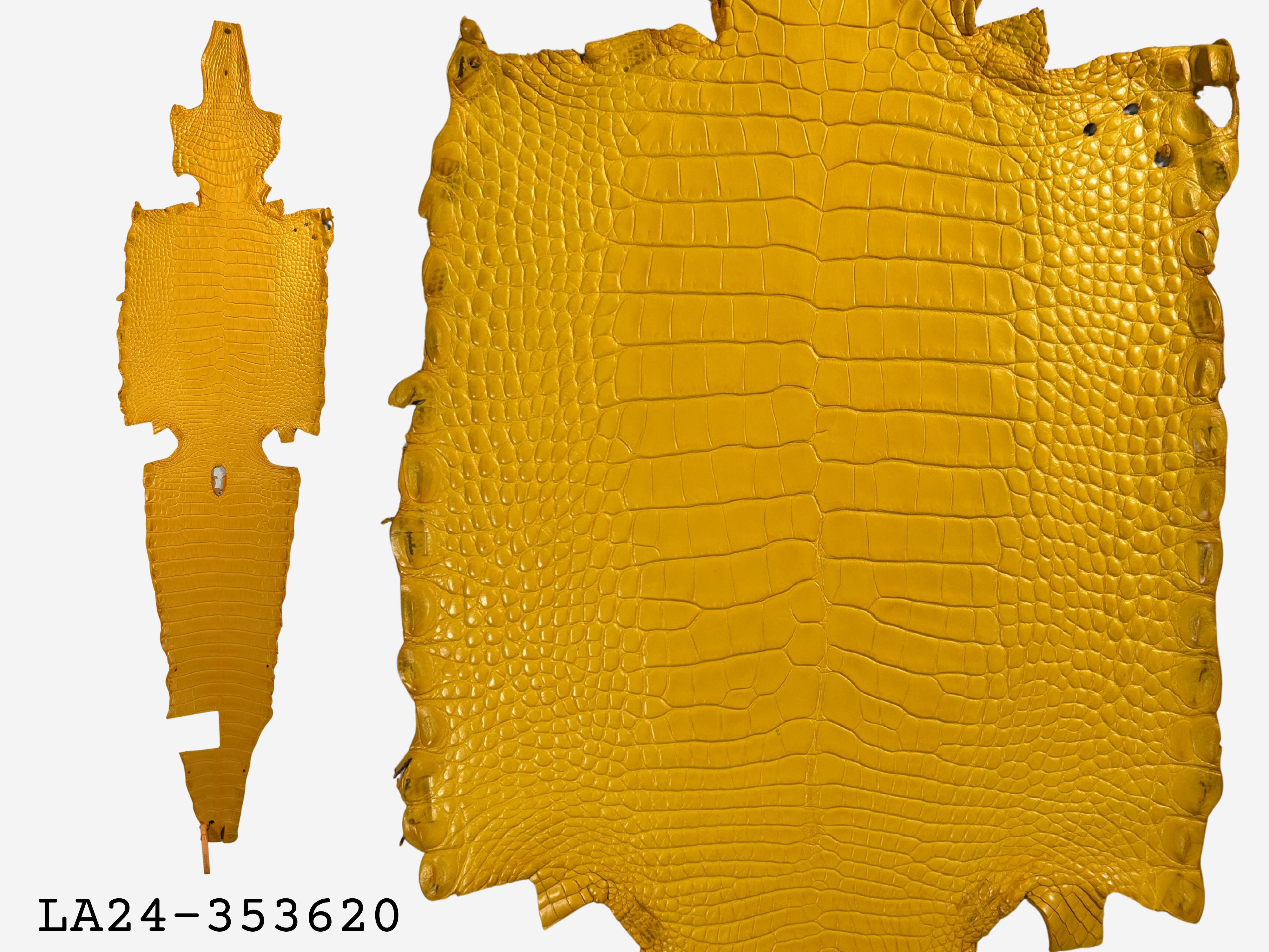 Alligator Leather Hide - Yellow