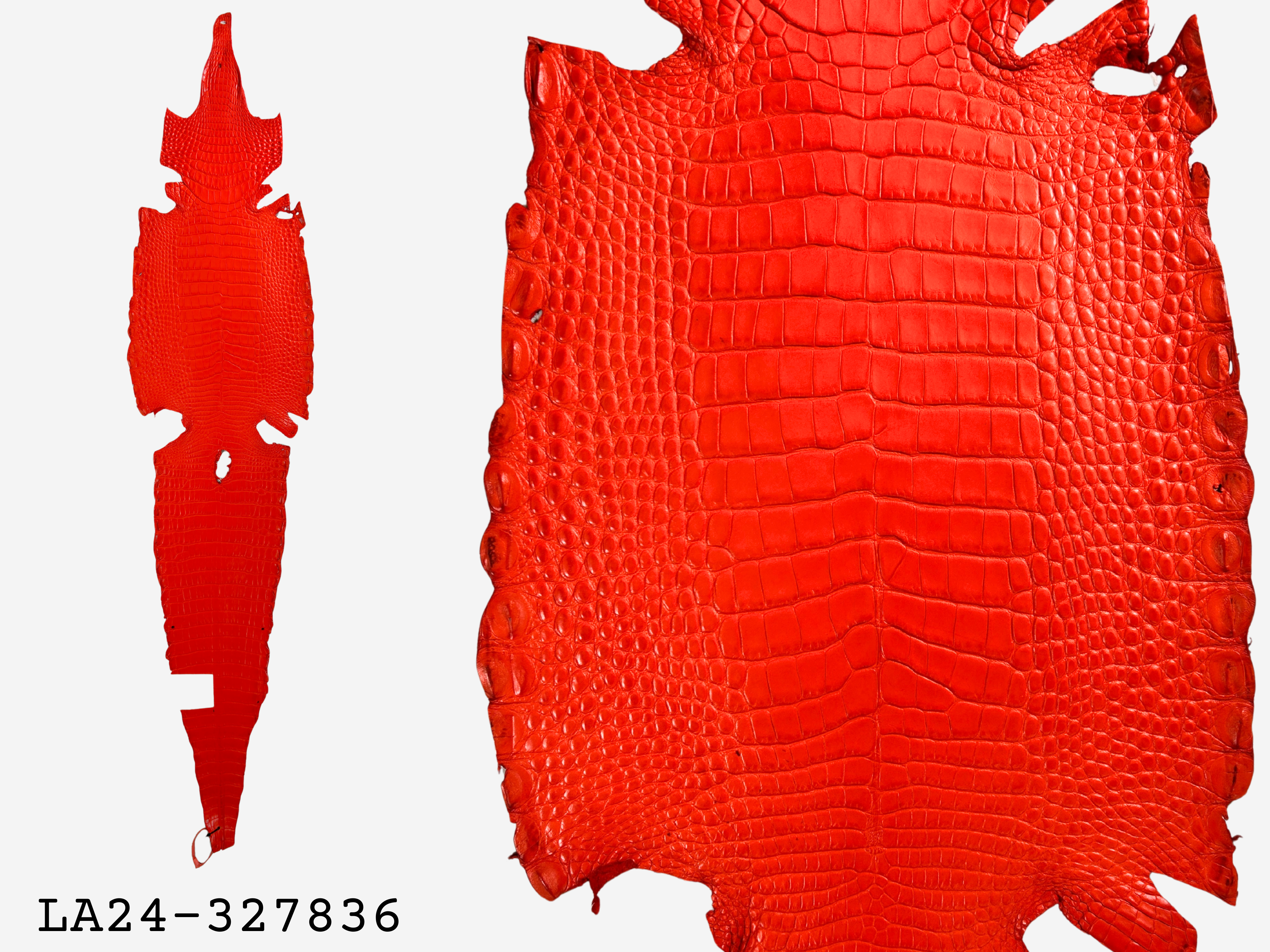 Alligator Leather Hide - Orange