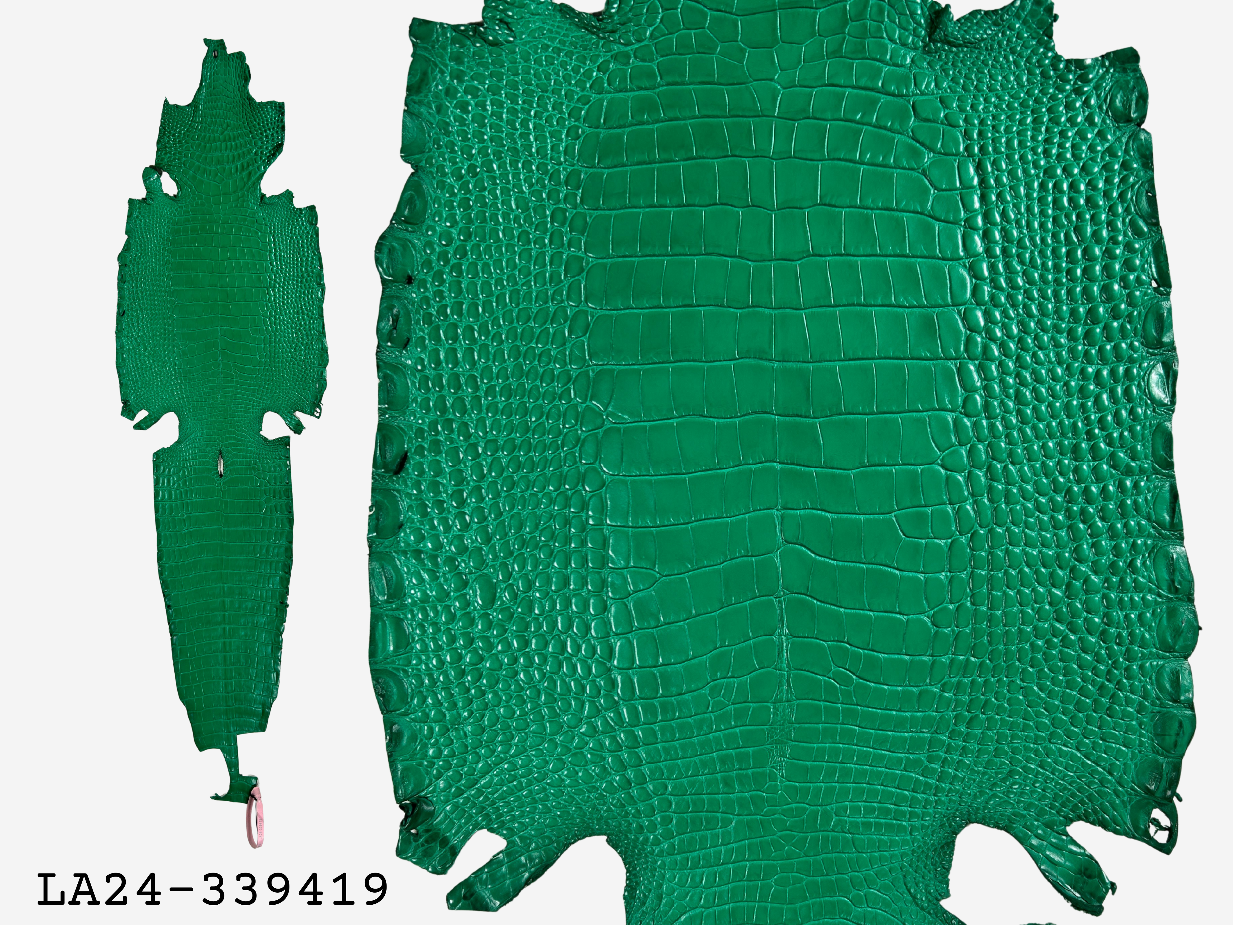 Alligator Leather Hide - Green