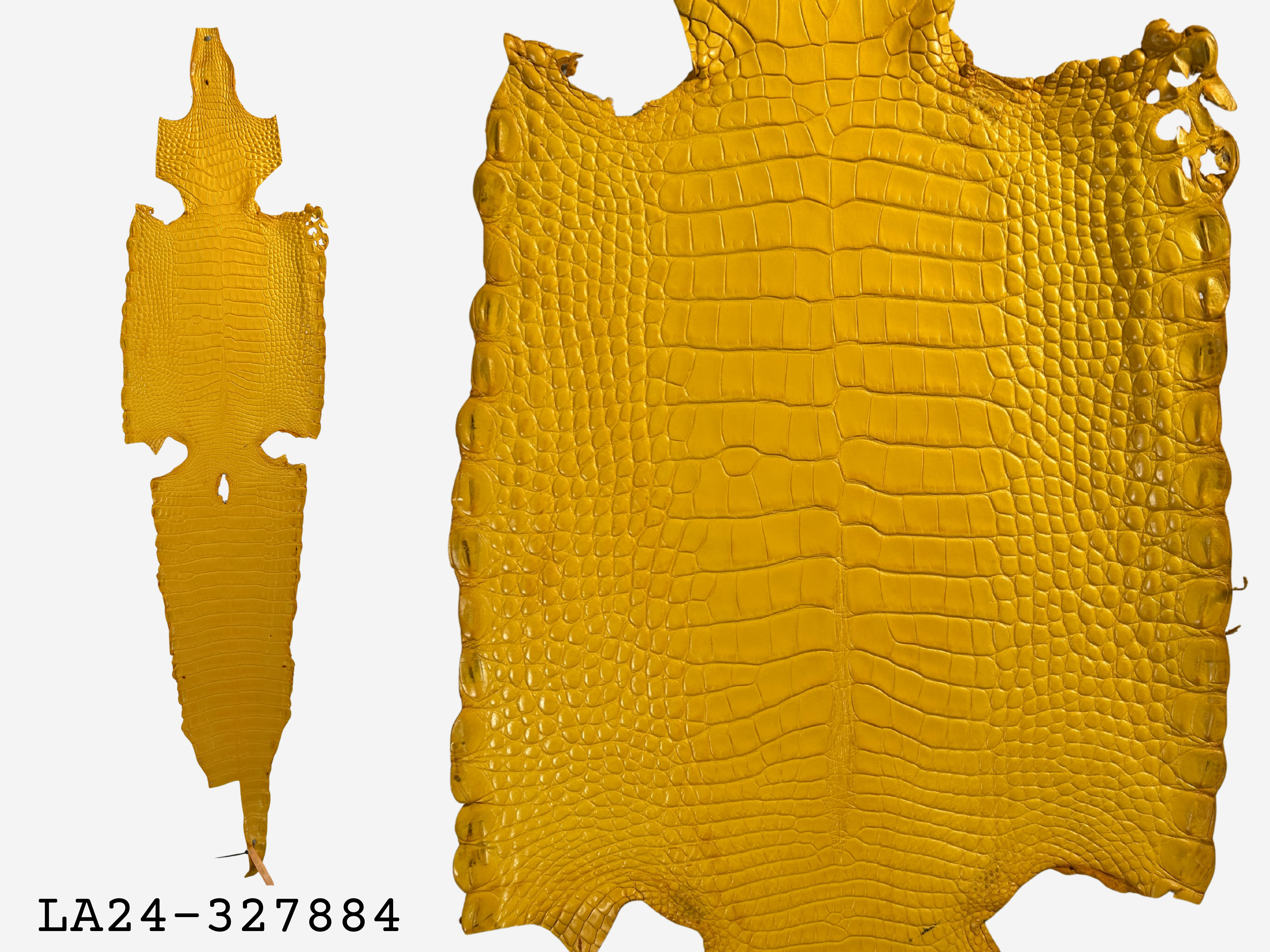 Alligator Leather Hide - Yellow