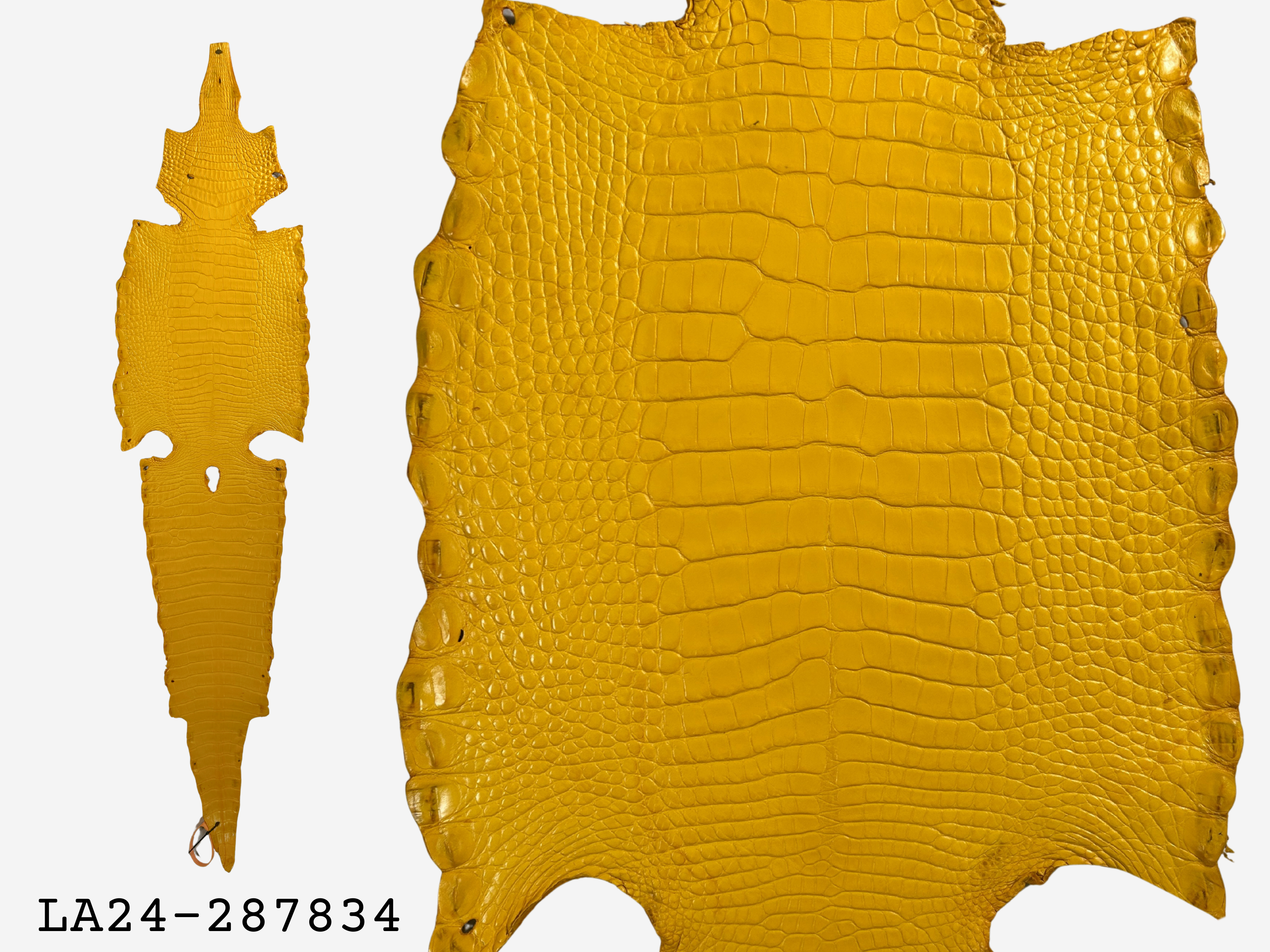 Alligator Leather Hide - Yellow
