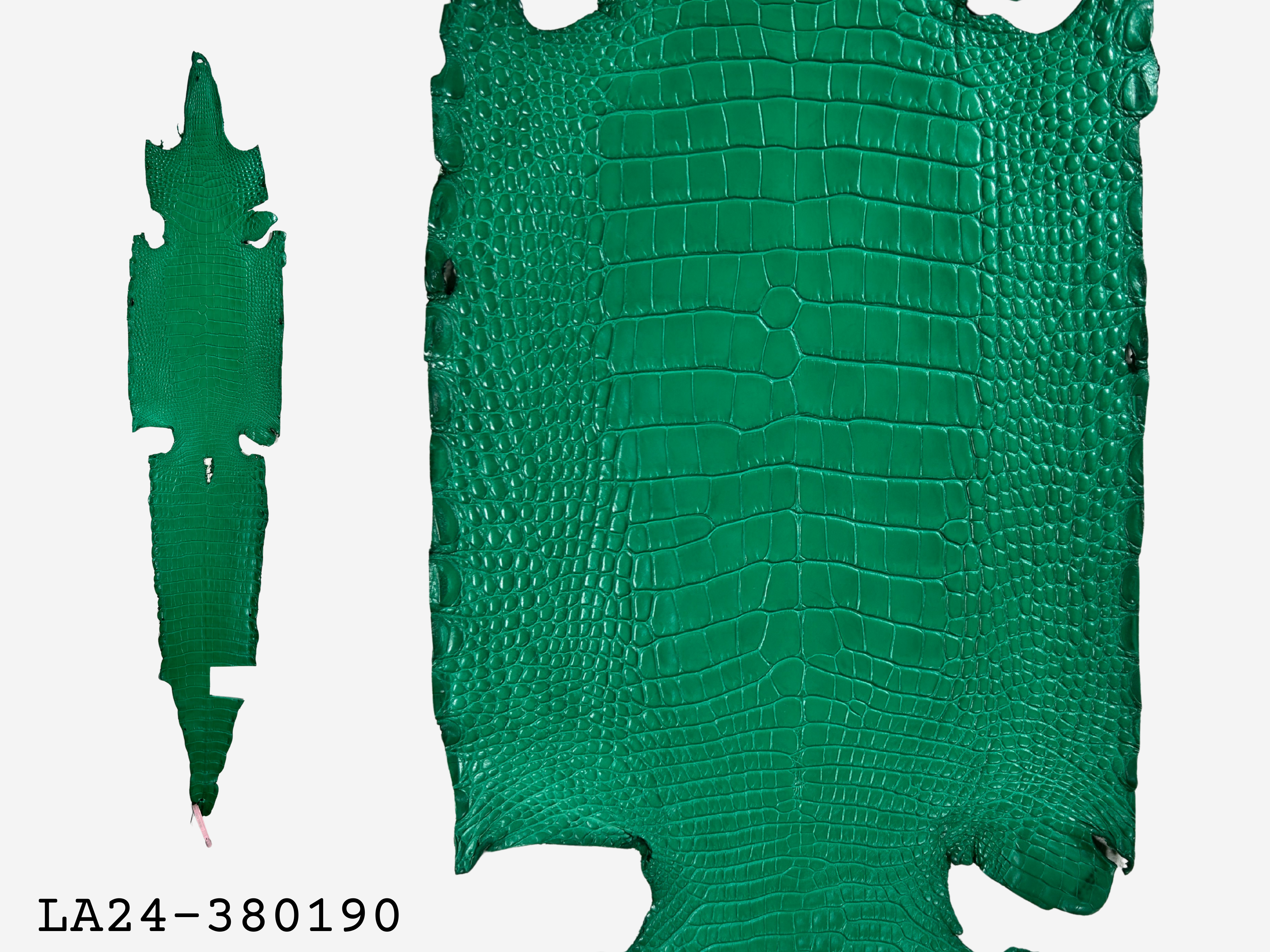 Alligator Leather Hide - Green