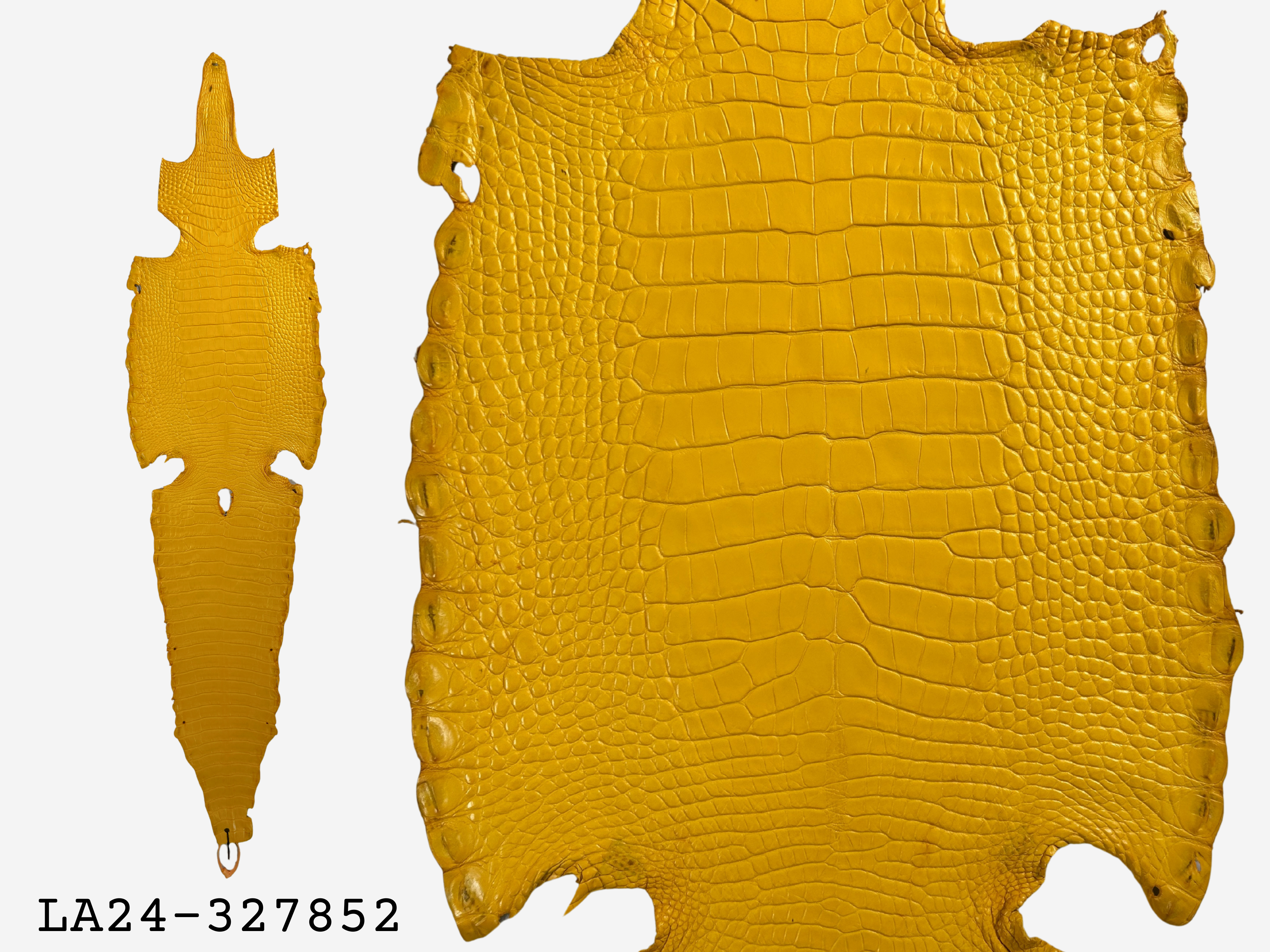 Alligator Leather Hide - Yellow