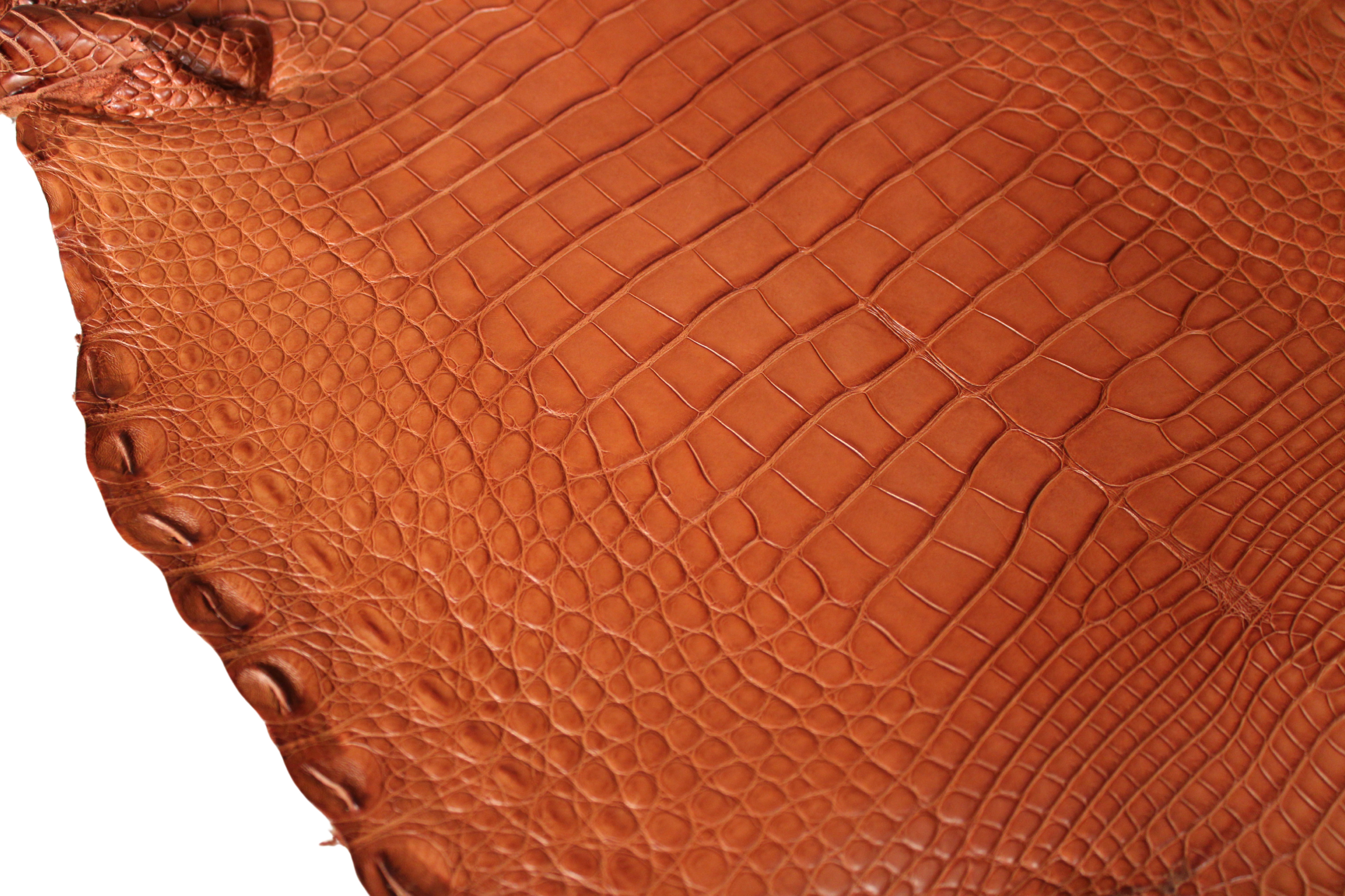 Alligator Leather Hide - Cognac