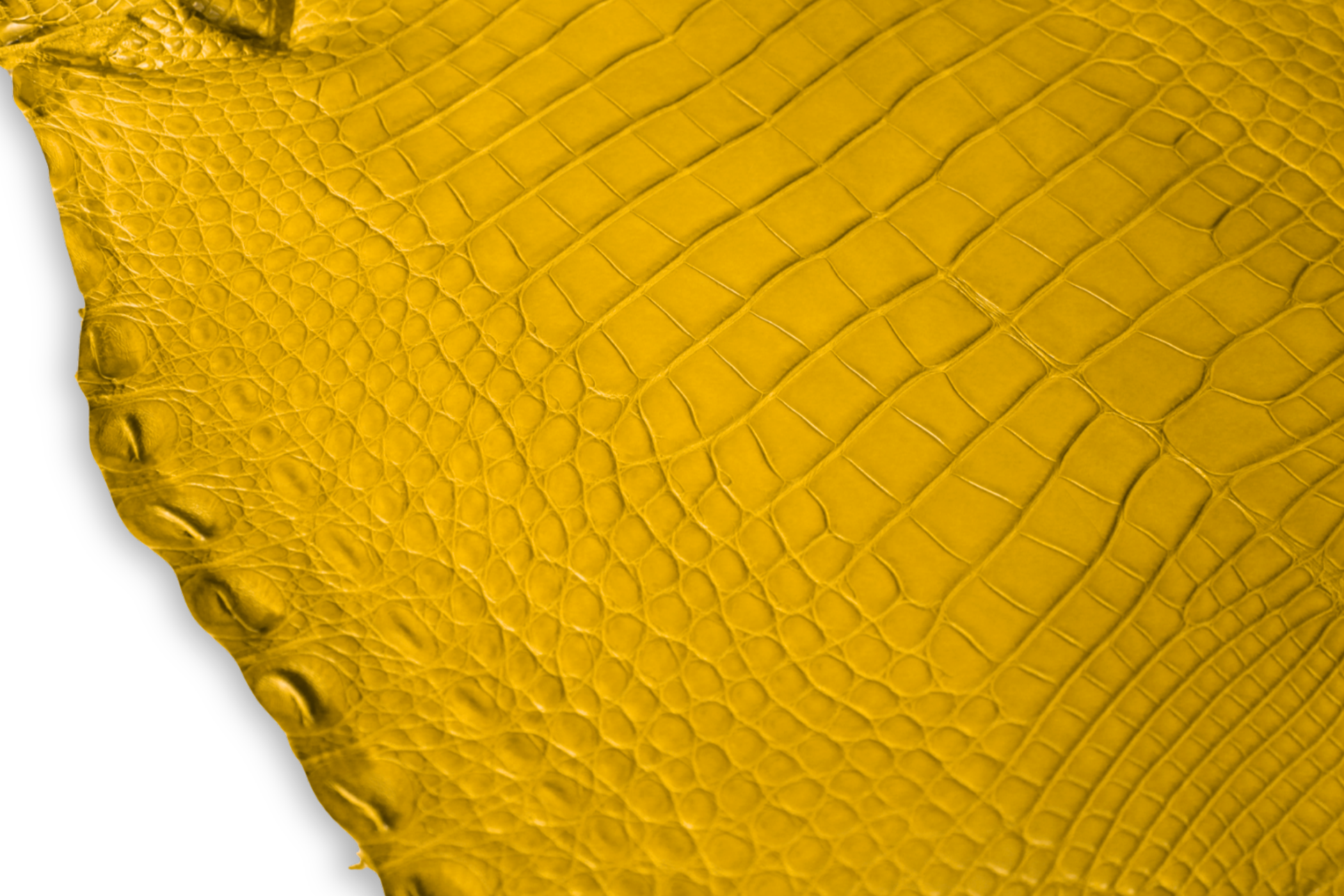 Alligator Leather Hide - Yellow