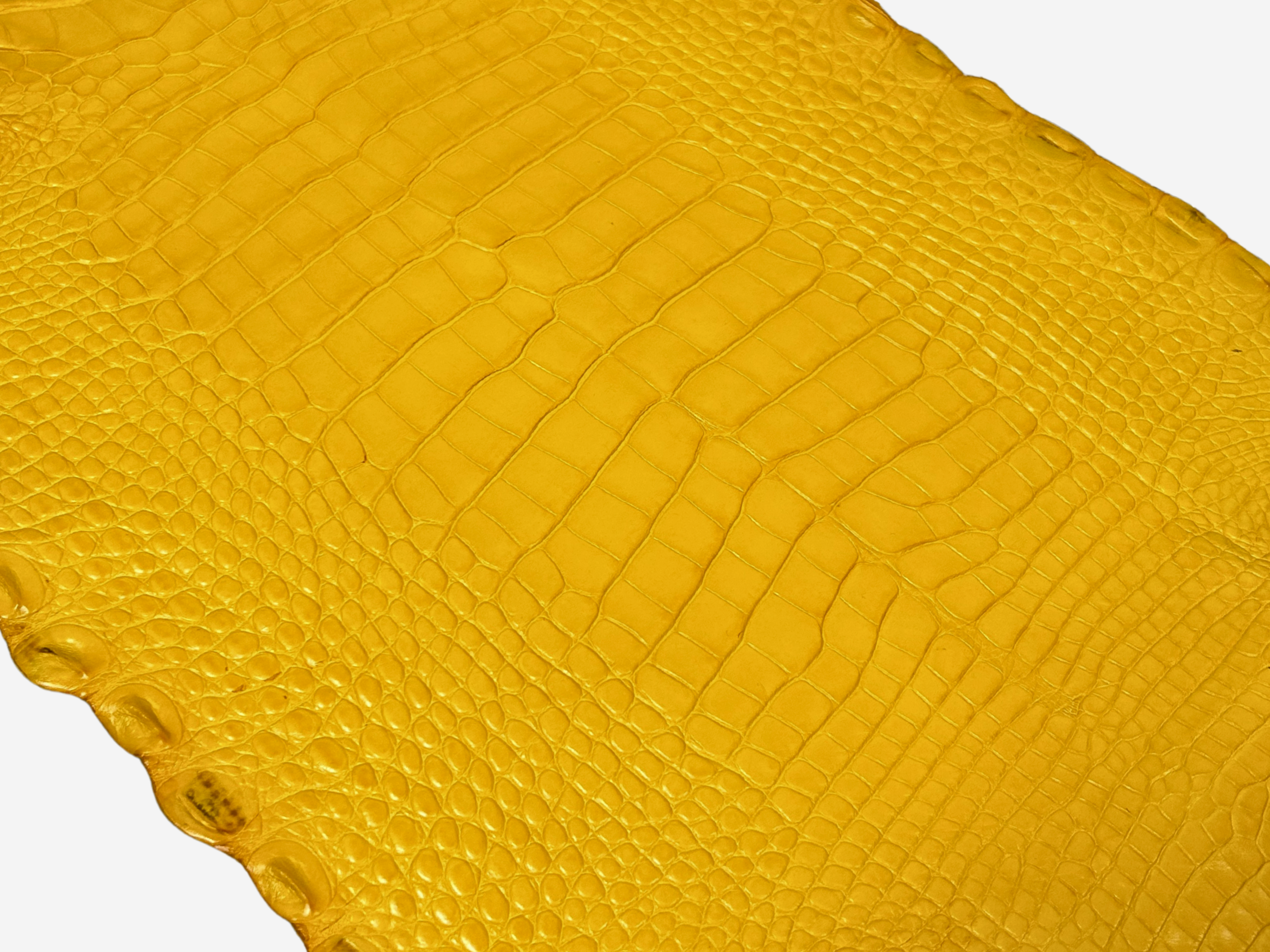 Alligator Leather Hide - Yellow