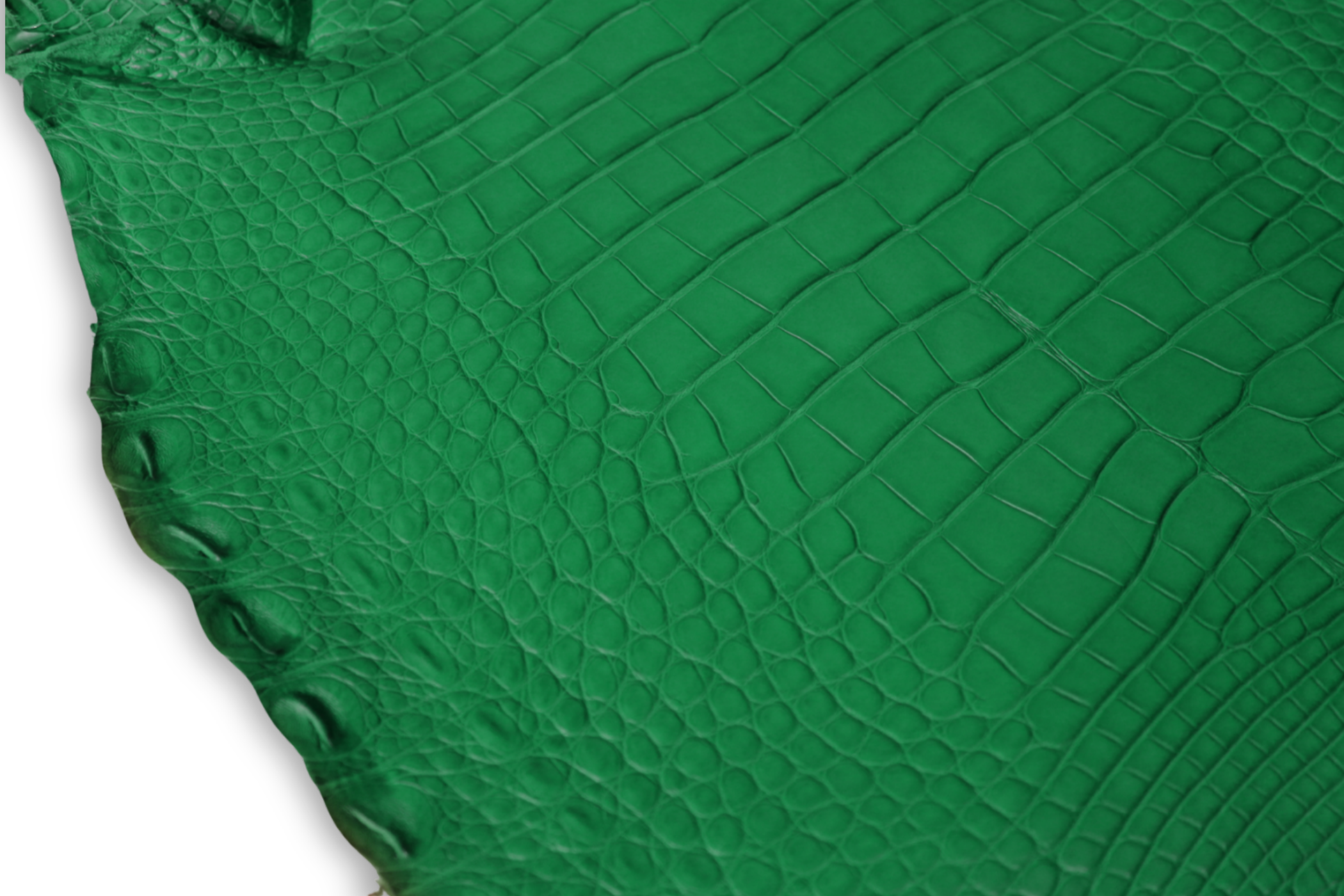 Alligator Leather Hide - Green