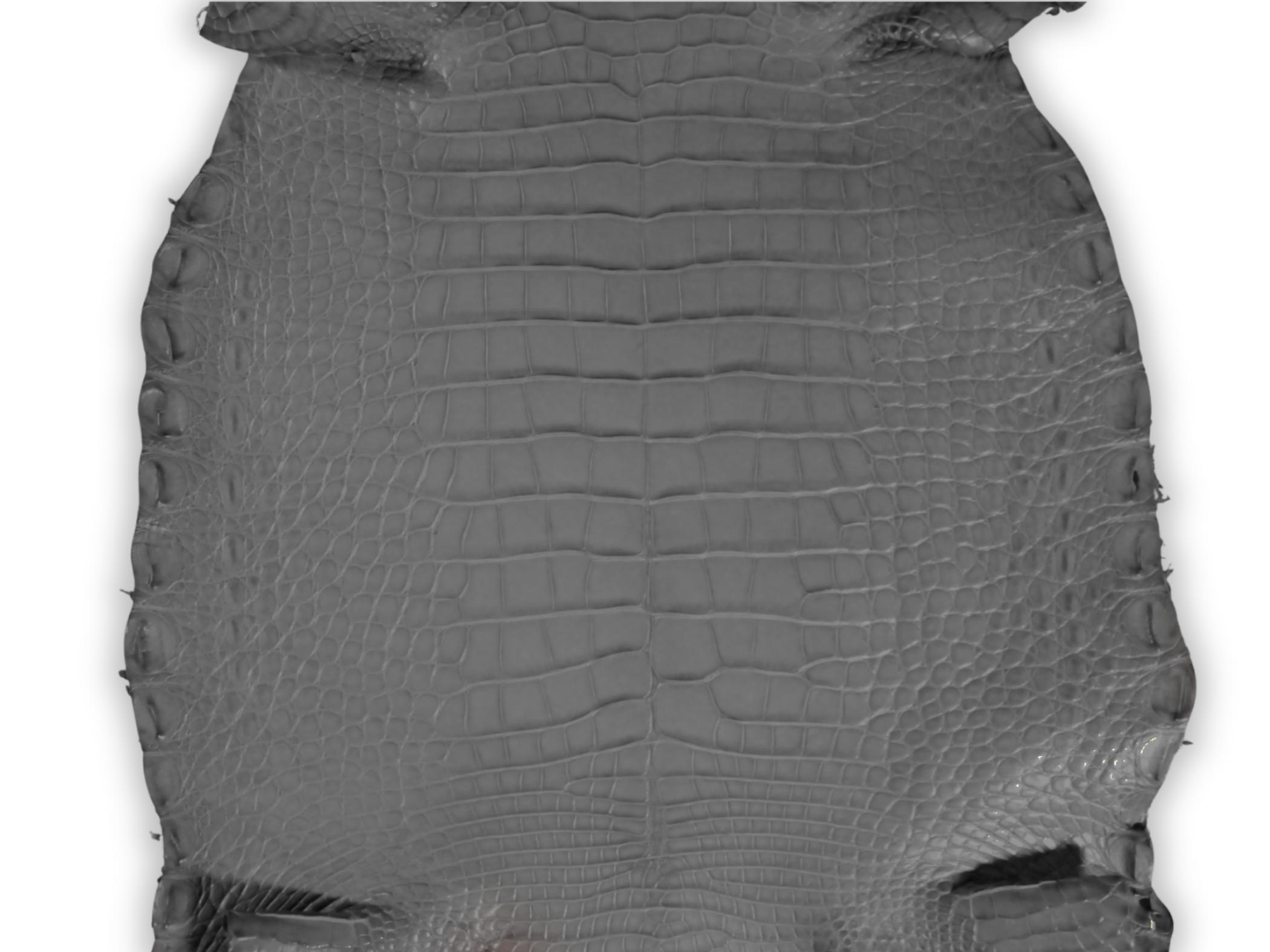 Alligator Leather Hide - Gray