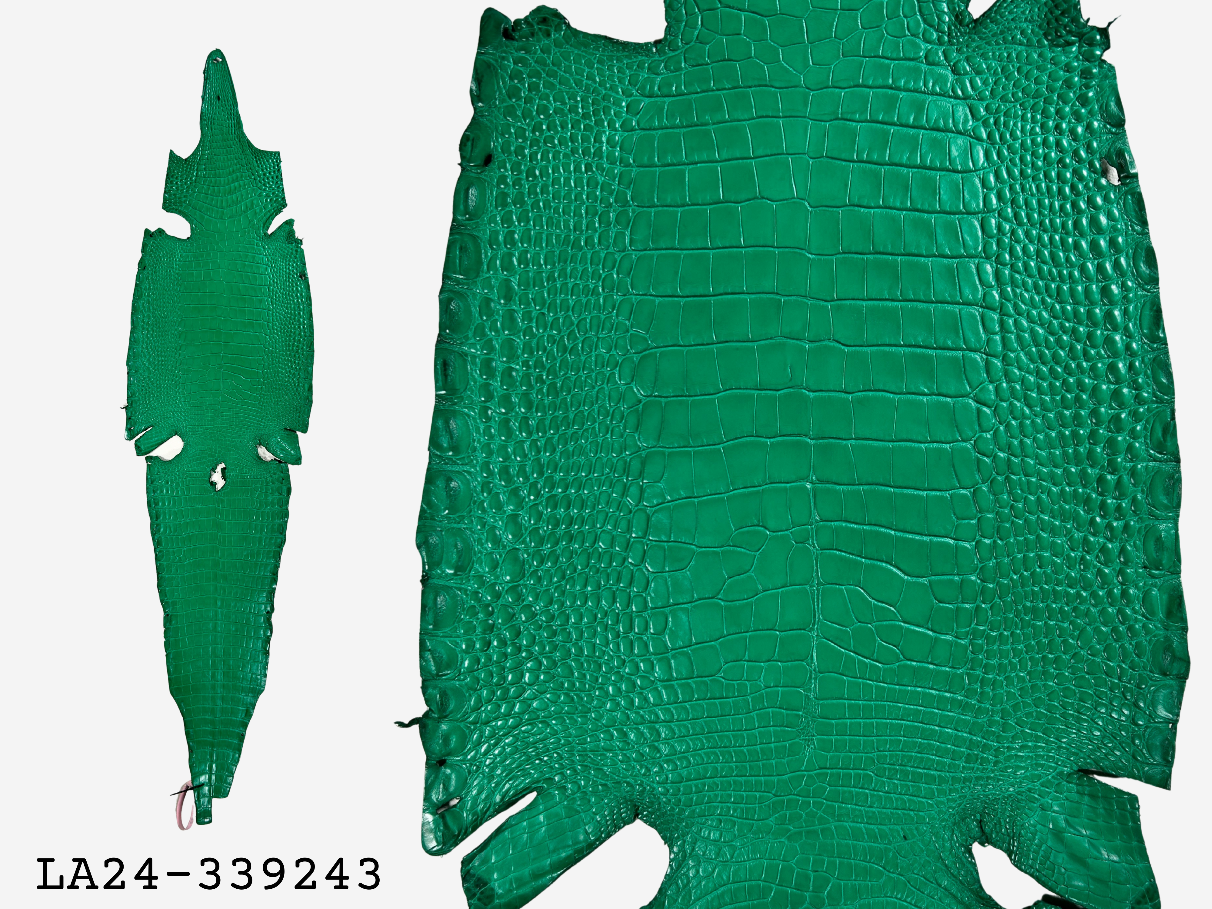 Alligator Leather Hide - Green