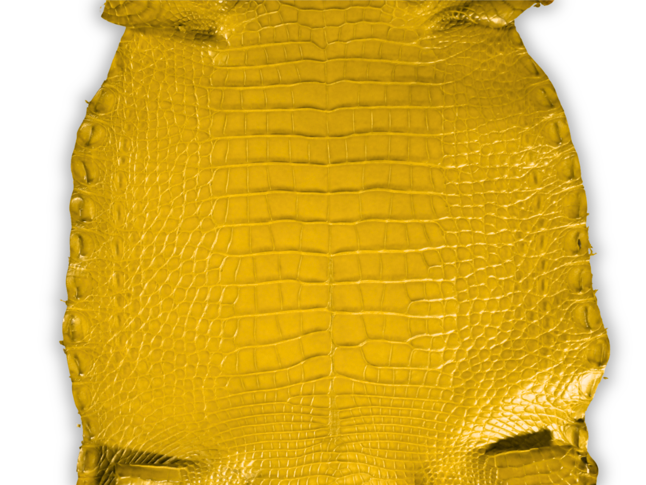 Alligator Leather Hide - Yellow