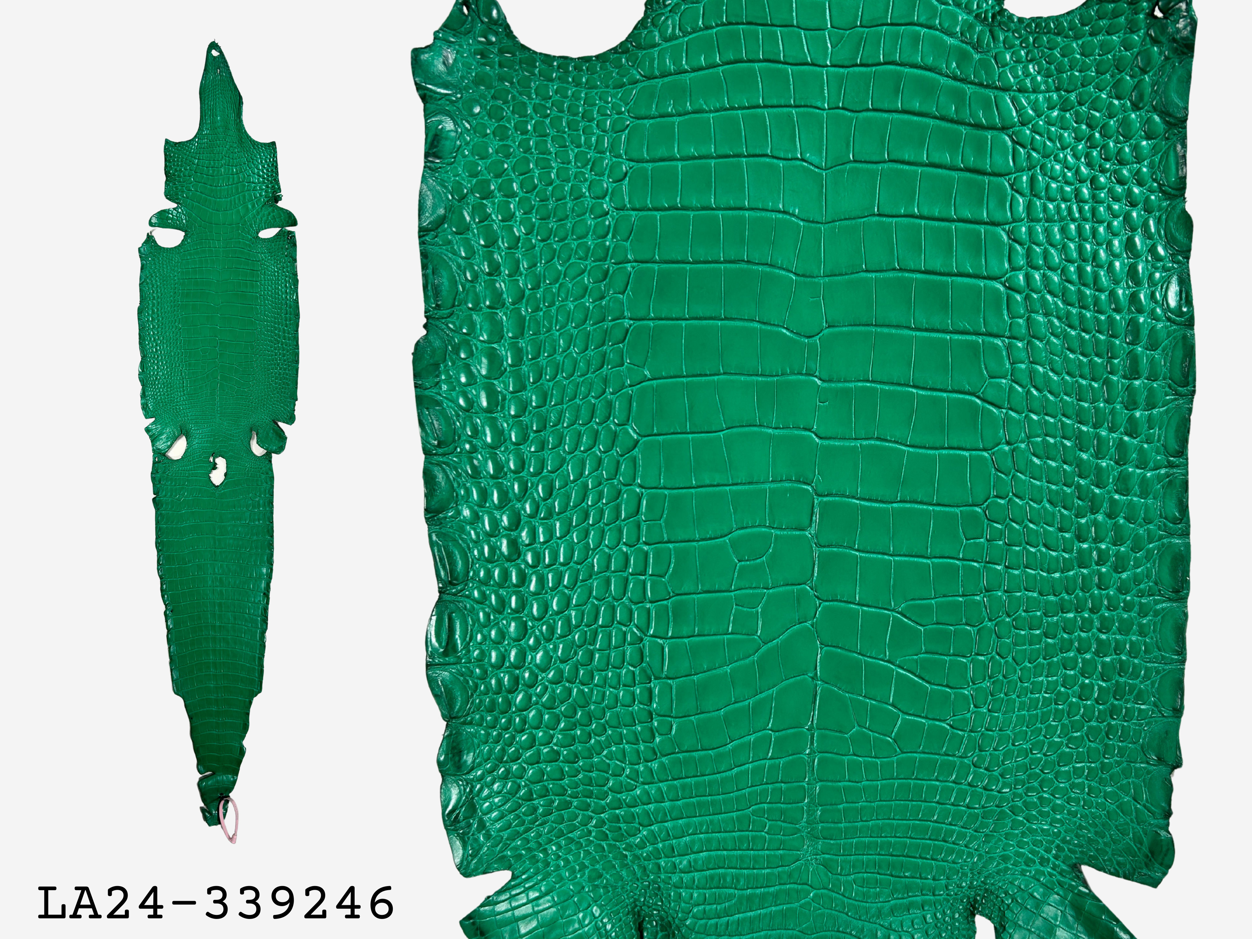 Alligator Leather Hide - Green