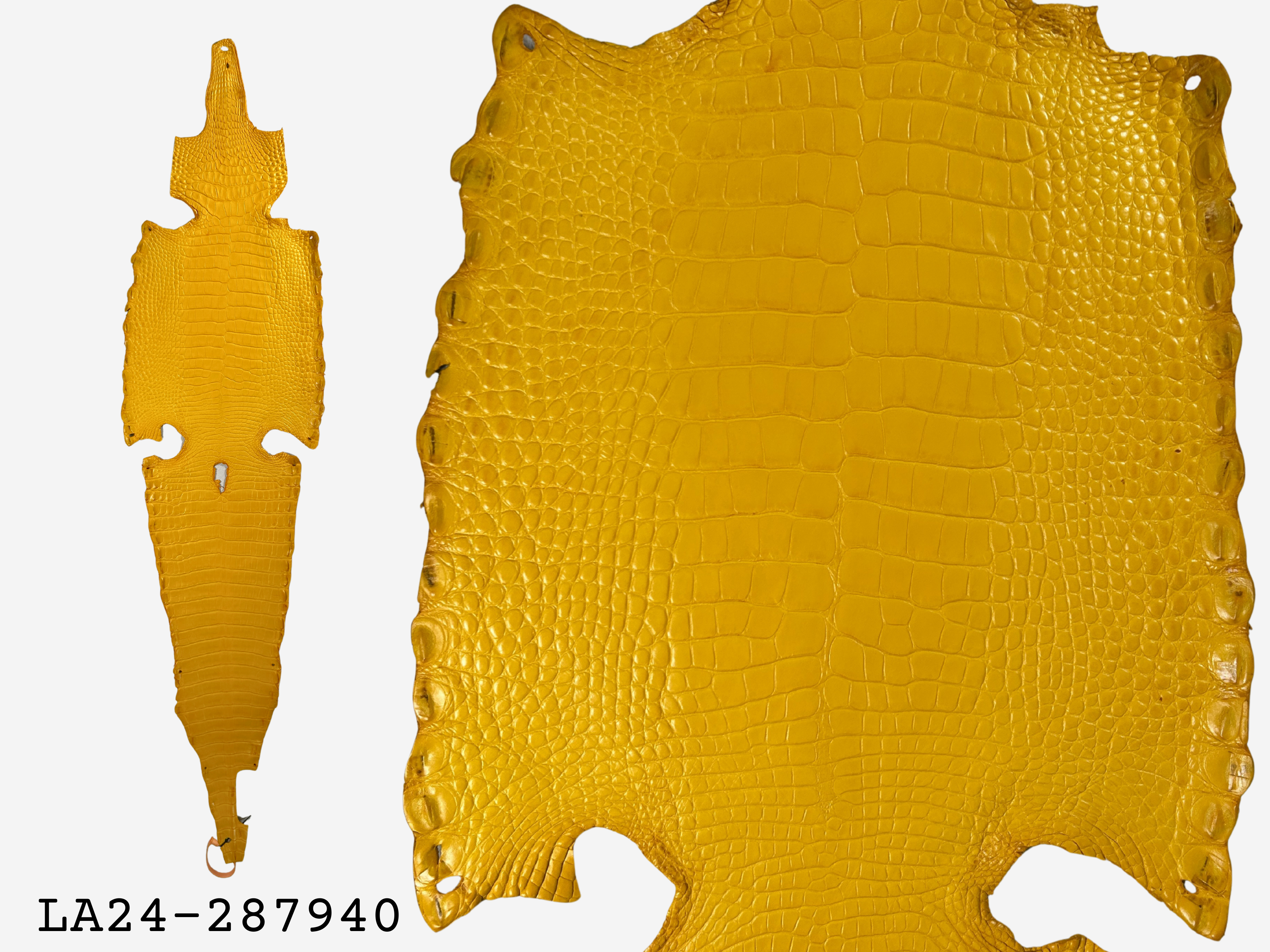 Alligator Leather Hide - Yellow