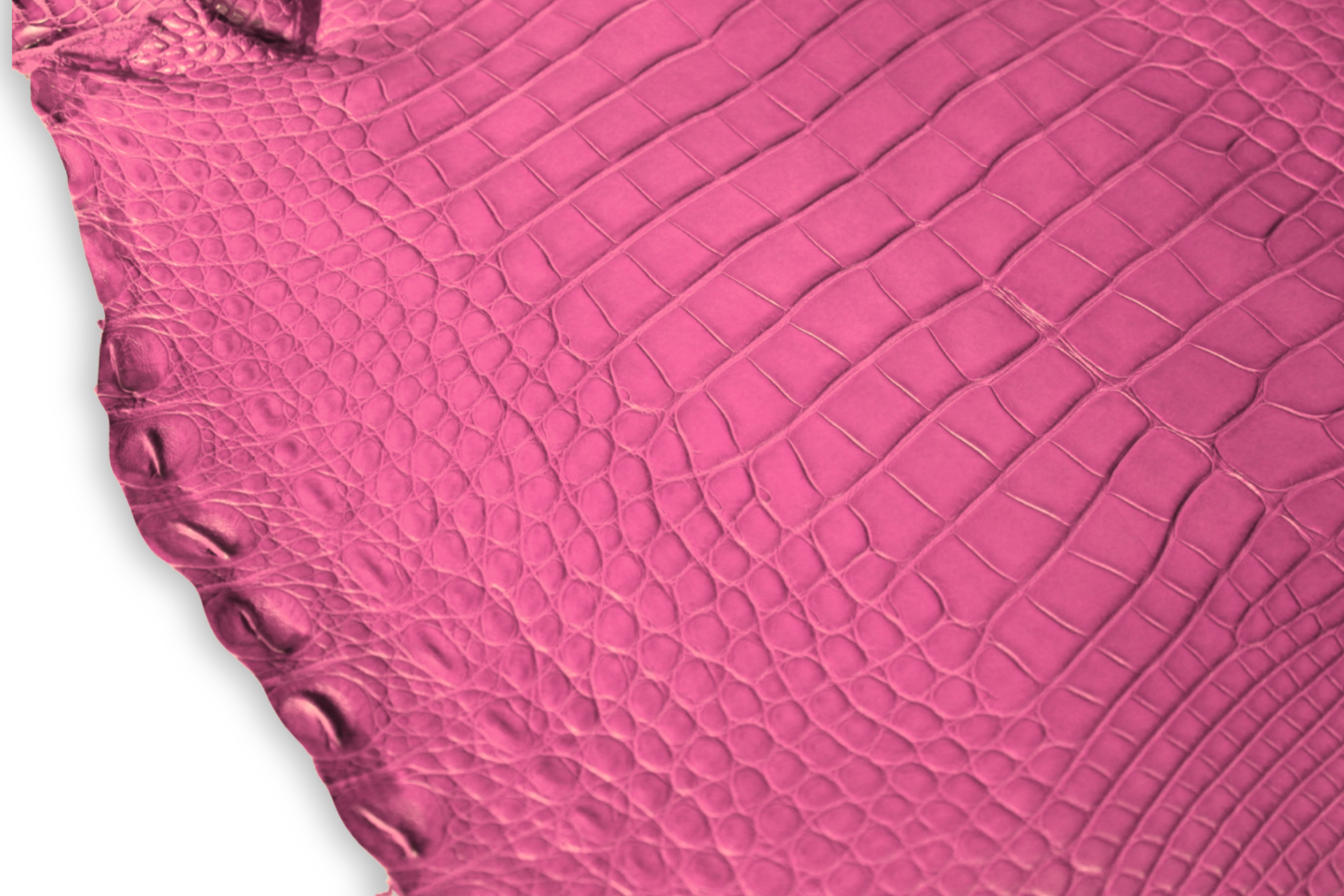 Alligator Leather Hide - Pink