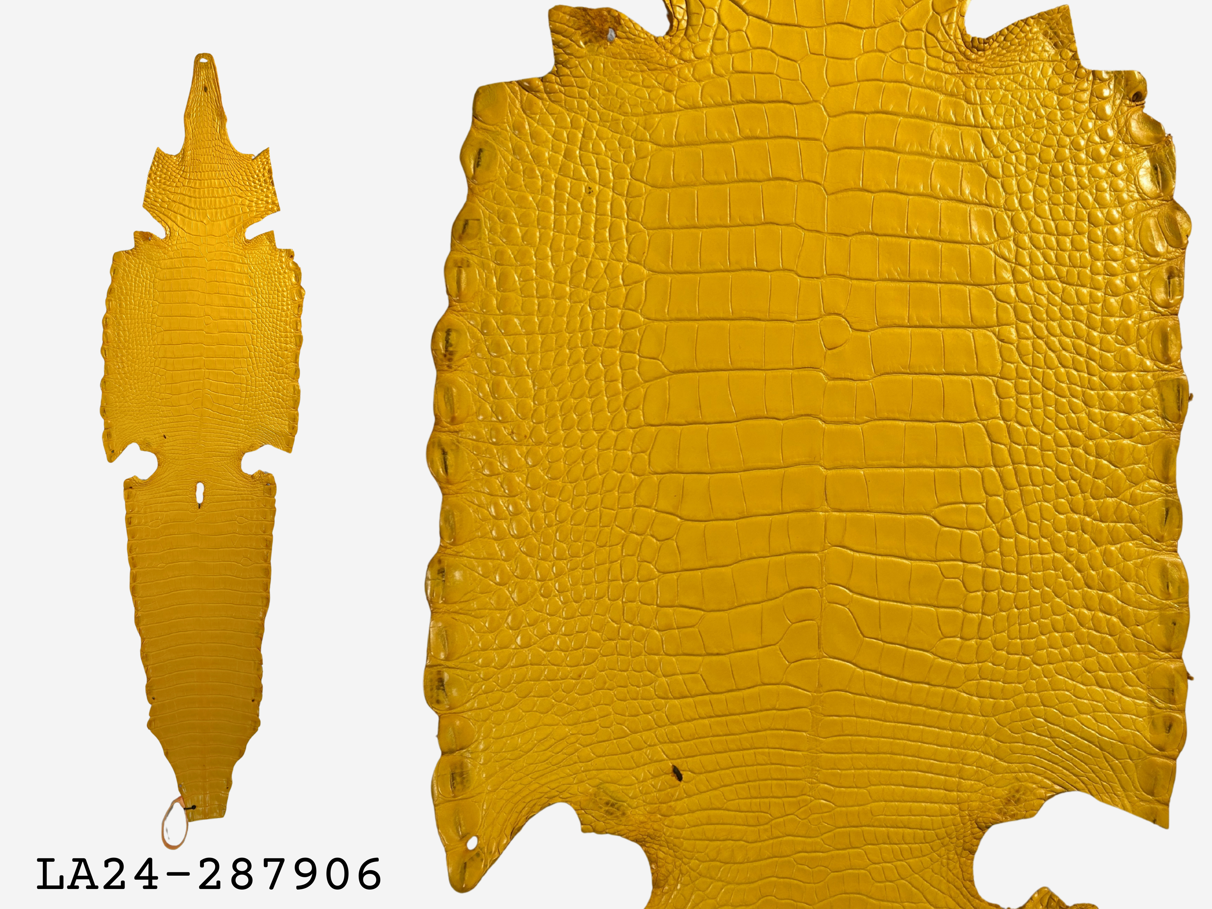 Alligator Leather Hide - Yellow