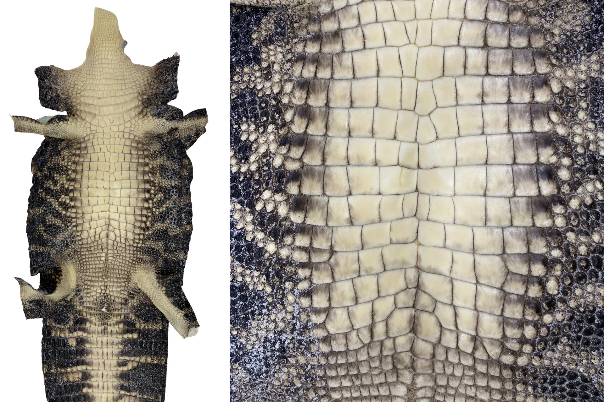 Alligator Raw Hide